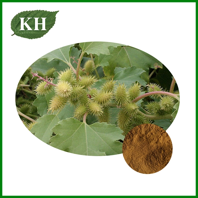 Xanthium Strumarium Extract